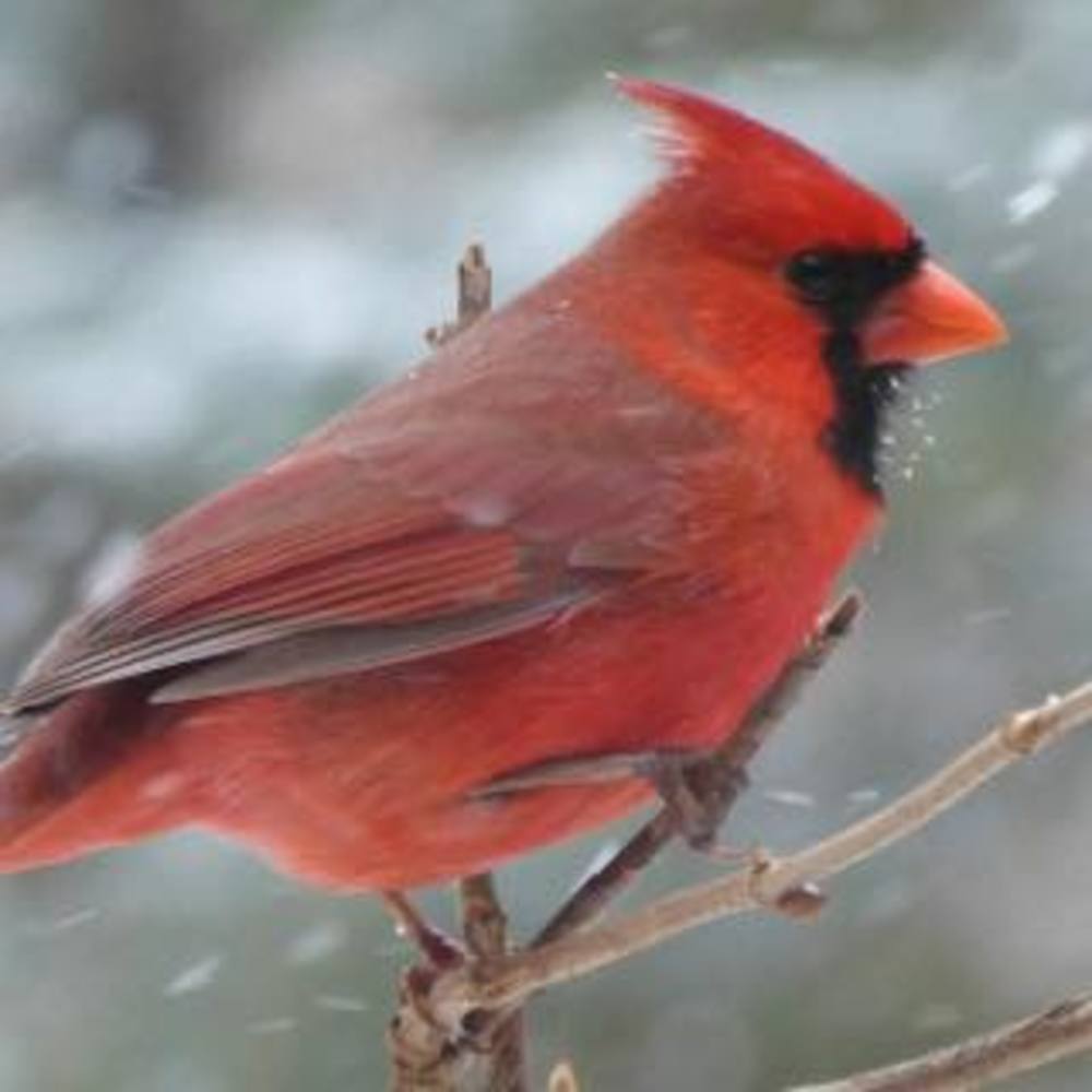 Meet your Posher, Leticia